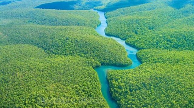 Rừng Amazon ở đâu? Tại sao phải bảo vệ rừng Amazon - Rửa xe tự động