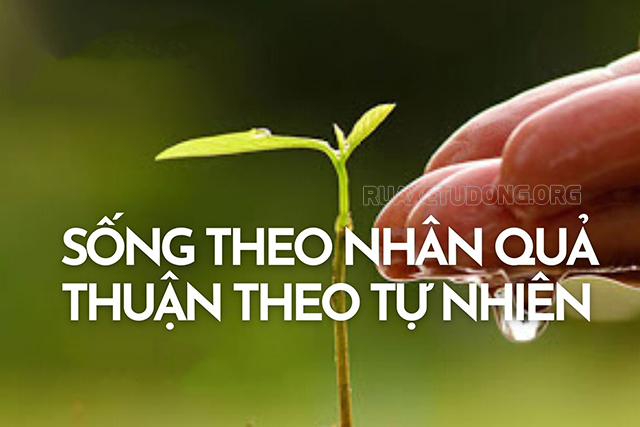 Tổng hợp 10+ STT Quả báo nhãn tiền