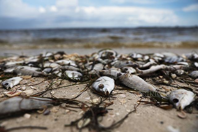 Nhiều sinh vật biển bị chết
