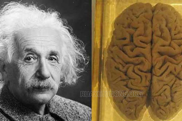 Bộ não “không chết” của nhà bác học Albert Einstein
