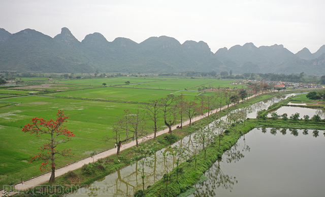 Hàng cây hoa gạo ở thôn Đoan Nữ - Mỹ Đức