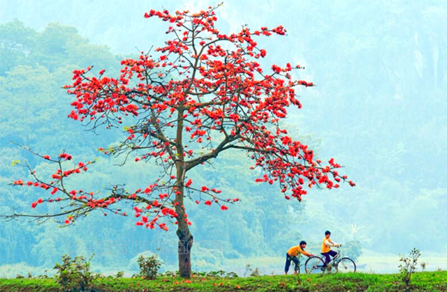 Sự tích về cây hoa gạo