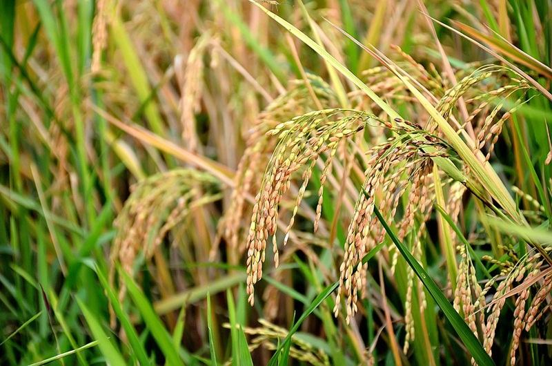 Lúa là một trong những loại thuộc nhóm C3