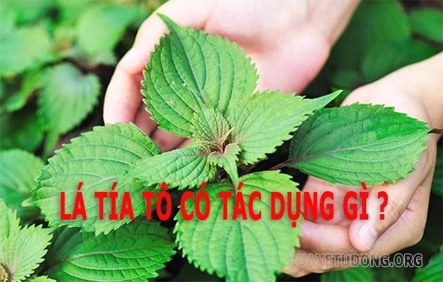 la-tia-to-co-tac-dung-gi