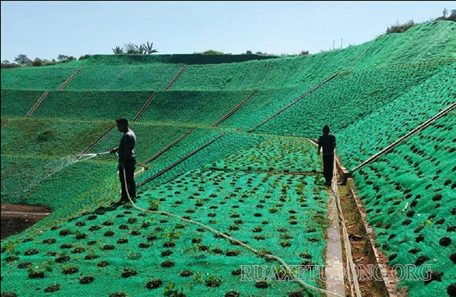 Trồng nhiều cây xanh, tạo thảm thực vật giúp chống xói mòn đất hiệu quả