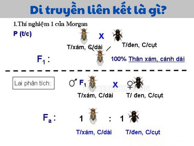 Di truyền liên kết là các gen có khả năng di truyền cùng nhau