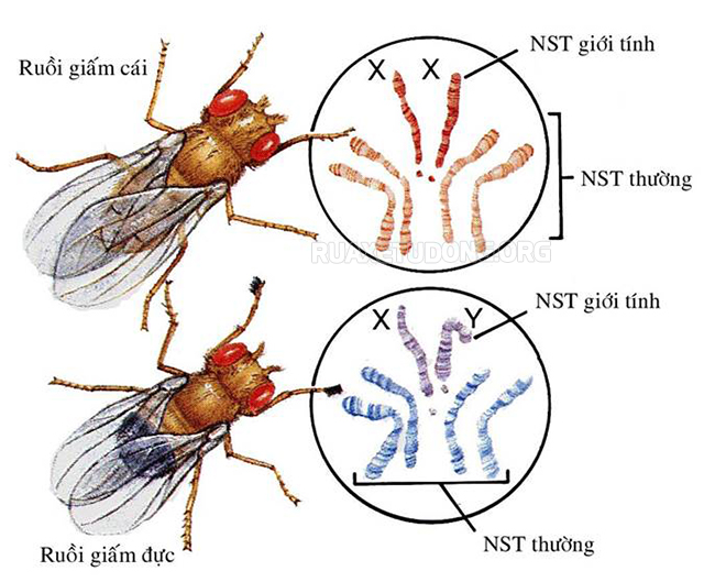 Ý nghĩa của di truyền liên kết